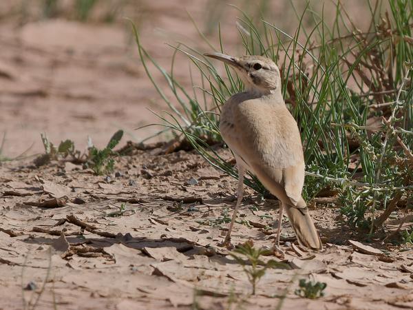 <h3><a href="/trips/marokko/biota/animalia/chordata/aves/040 passeriformes/073 alaudidae/alaemon alaudipes/alaemon alaudipes-nl.html">Alaemon&nbsp;alaudipes</a> / Greater&nbsp;hoopoe‑lark / Witbandleeuwerik</h3>OM-1 Mark II met OLYMPUS M.150-400mm F4.5 TC, 1/2000 sec  bij F5.6, ISO 320, afstand 20.4&nbsp;m